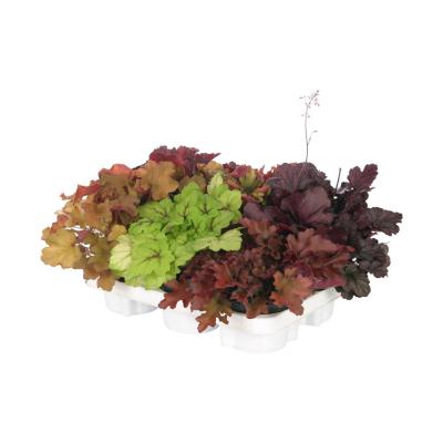 Heuchera Mix T 12
