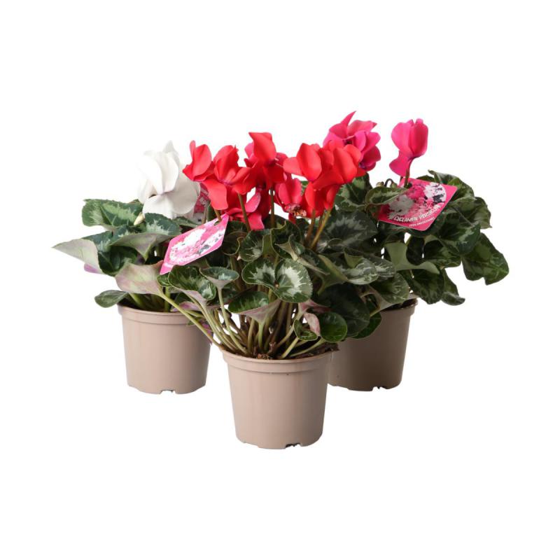 Cyclamen T 12