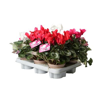 Cyclamen T 12