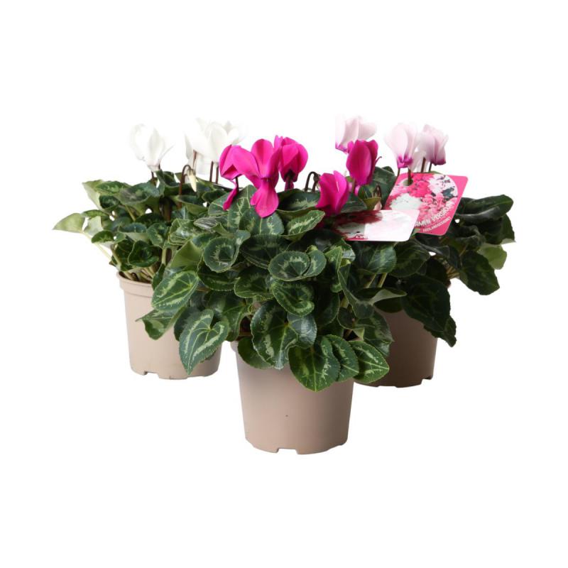 Cyclamen T 12
