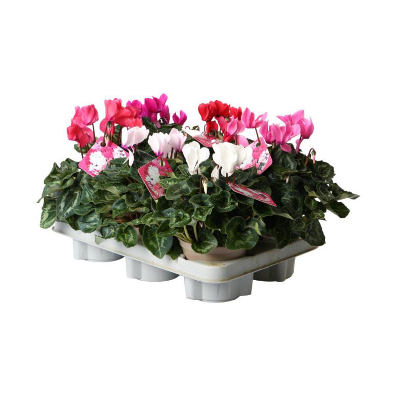 Cyclamen T 12