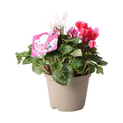 Cyclamen Trio T 12