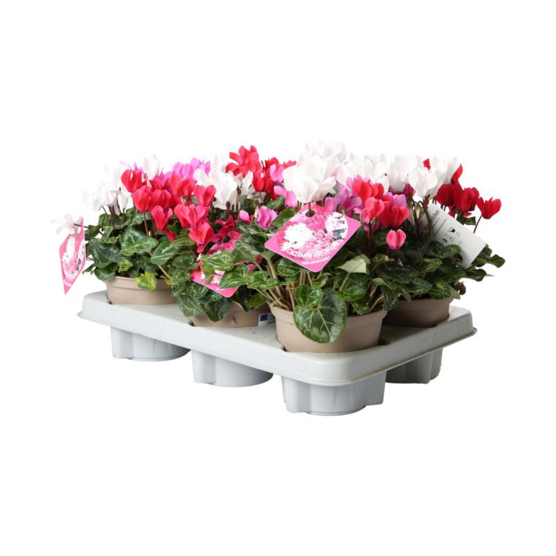 Cyclamen Trio T 12