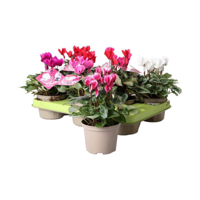 Cyclamen T 10,5