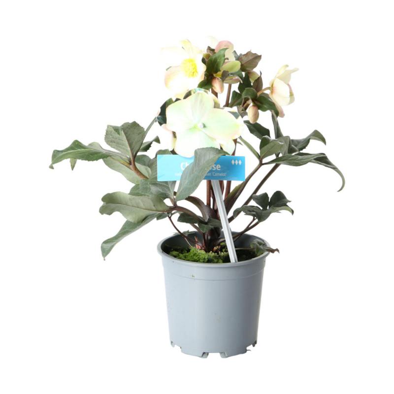 Helleborus T 13 Sondersorten