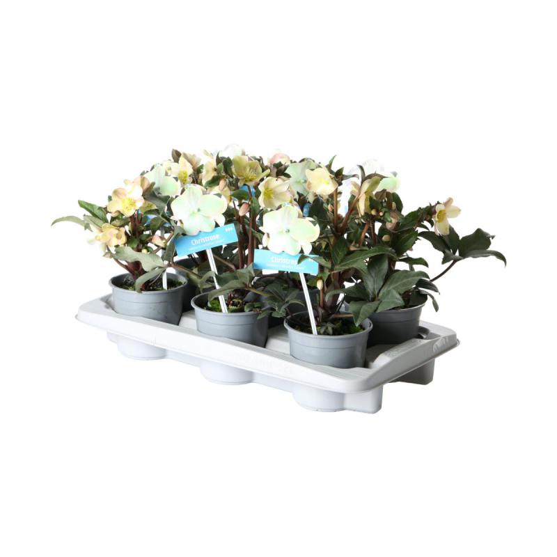 Helleborus T 13 Sondersorten