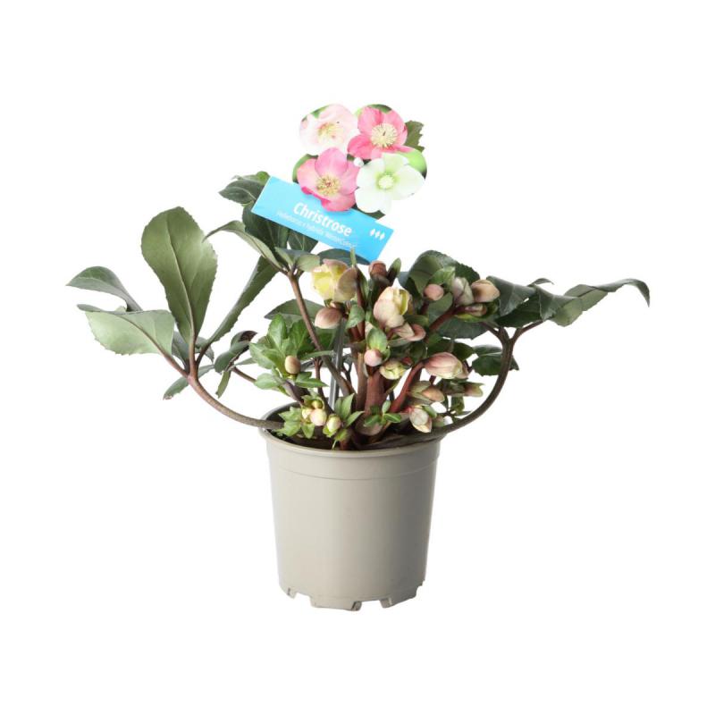 Helleborus T 13 Sondersorten