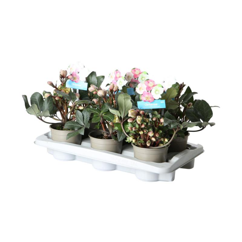 Helleborus T 13 Sondersorten