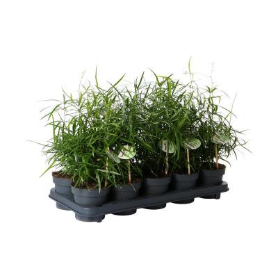 Asparagus falcatus T 13