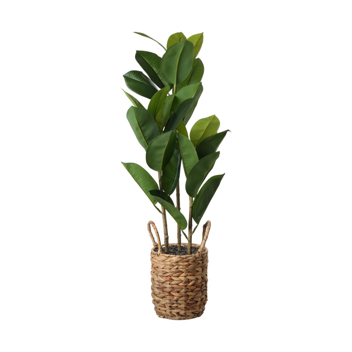 Ficus elastica im Korbtopf