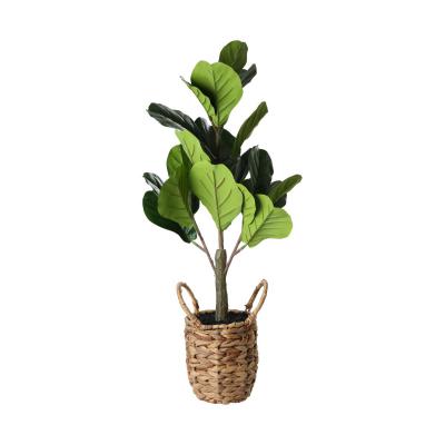 Ficus lyrata im Korbtopf