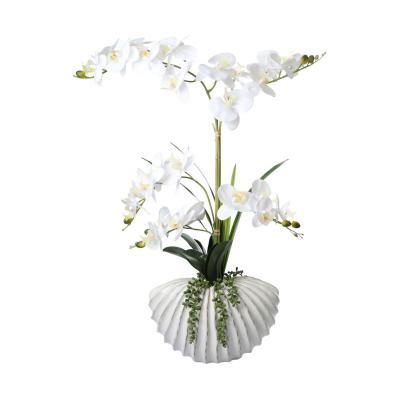 Phalaenopsis im Keramiktopf