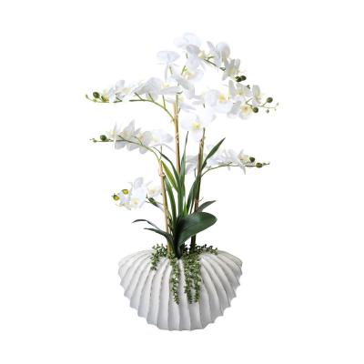 Phalaenopsis im Keramiktopf