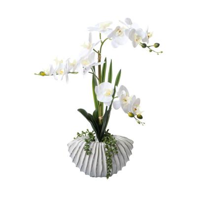 Phalaenopsis im Keramiktopf