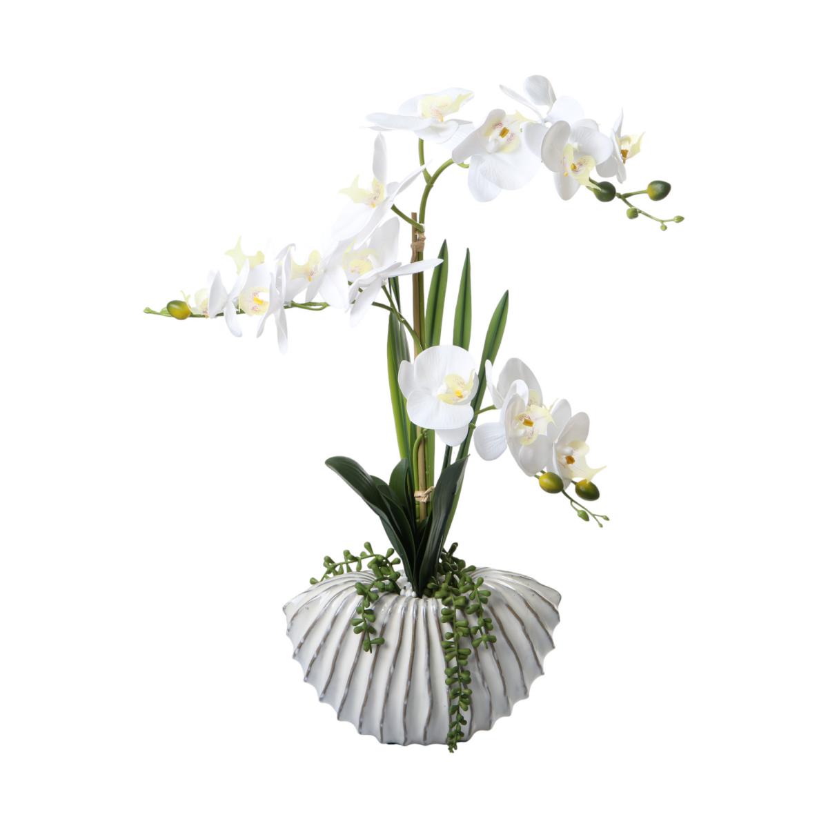 Phalaenopsis im Keramiktopf