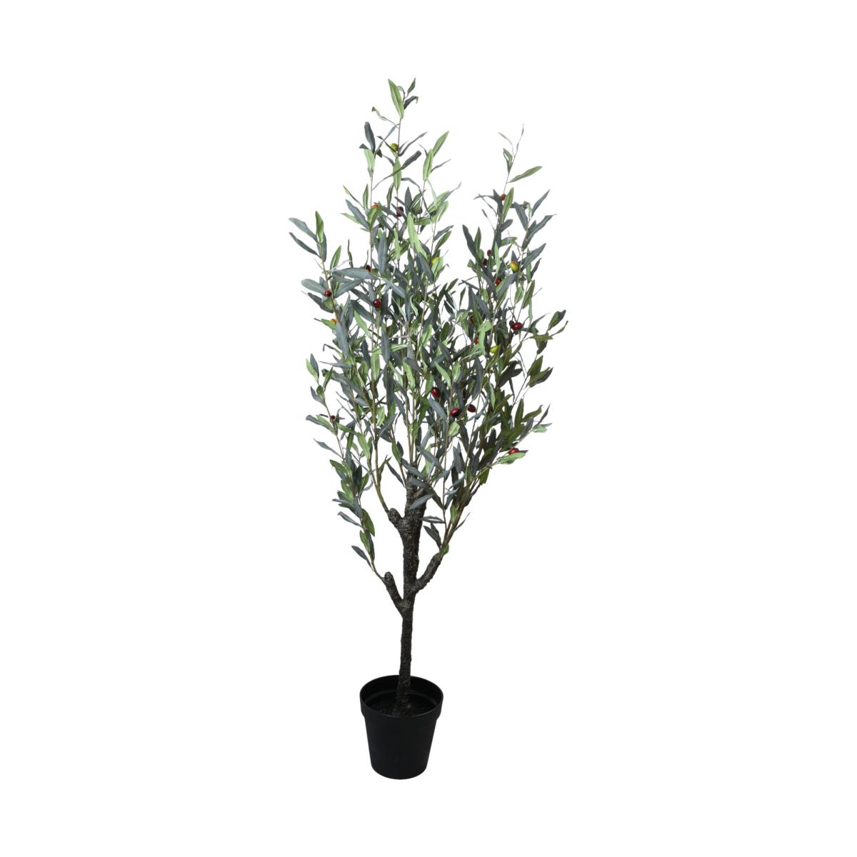 Olivenbaum mit zweifarbigen Fr&uuml;chten