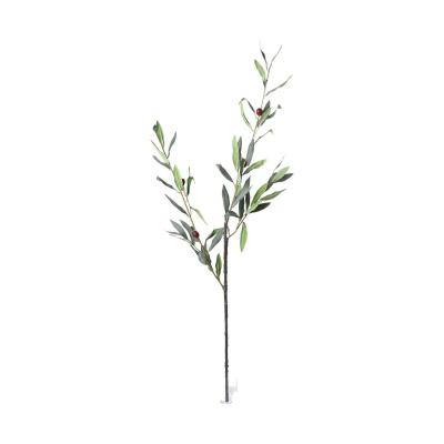 Olivenzweig mit zweifarbigen Fr&uuml;chten