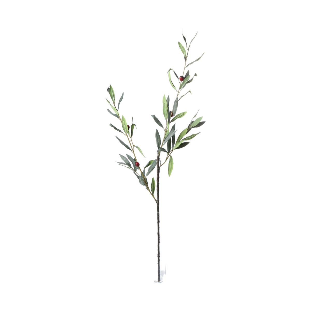 Olivenzweig mit zweifarbigen Fr&uuml;chten