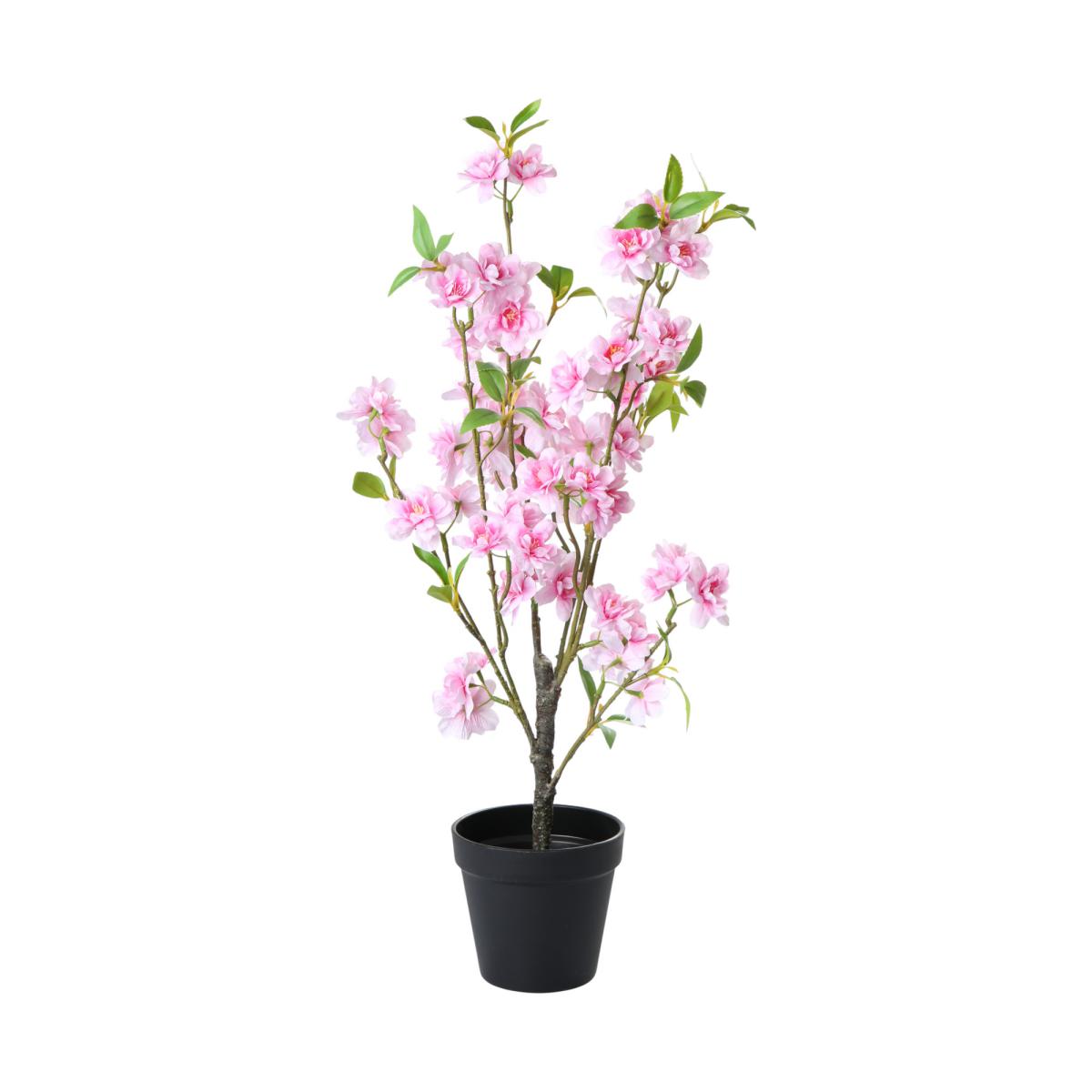 Pfirsichbl&uuml;tenbaum Rosa