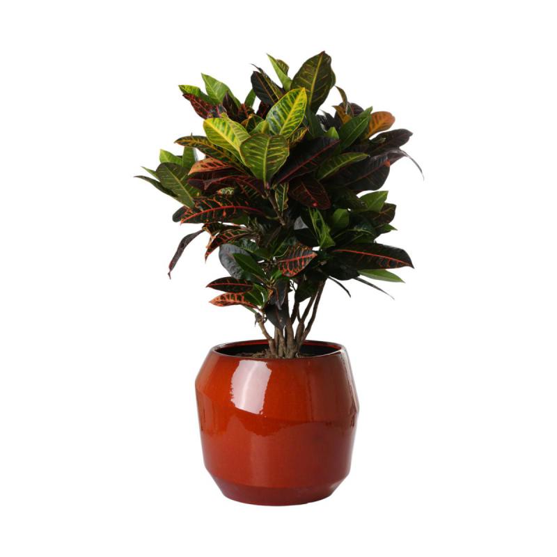 Topf glasiert bauchig orange