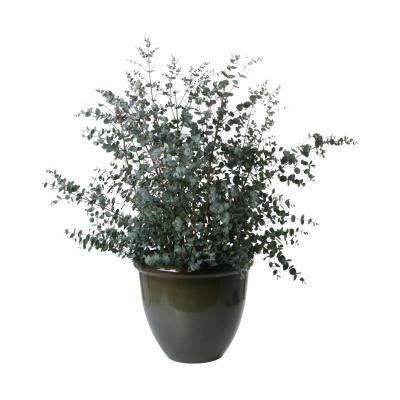 Glaze Lite K&uuml;bel Gradiant Olive