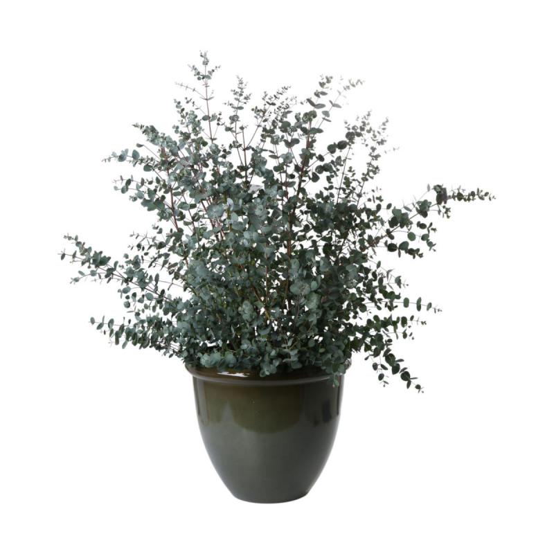 Glaze Lite K&uuml;bel Gradiant Olive