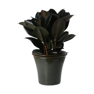 Glaze Lite K&uuml;bel konisch Gradiant Olive