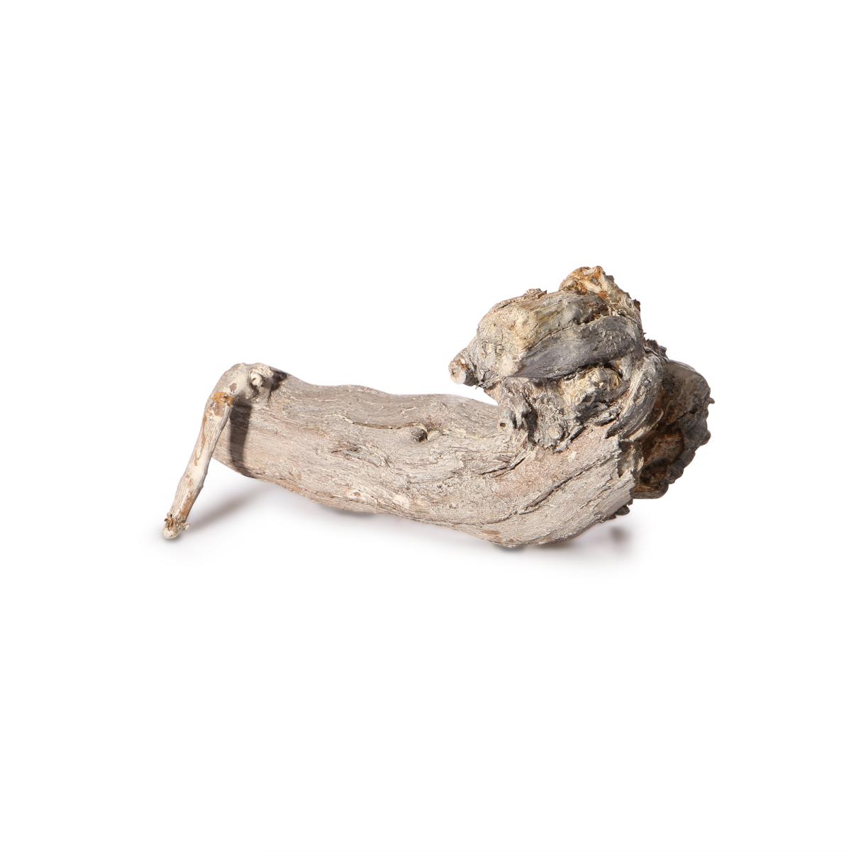 Weinrebe 20cm white