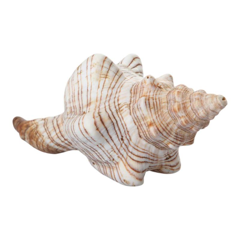 Muschel Fasciolaria offen 12-15cm