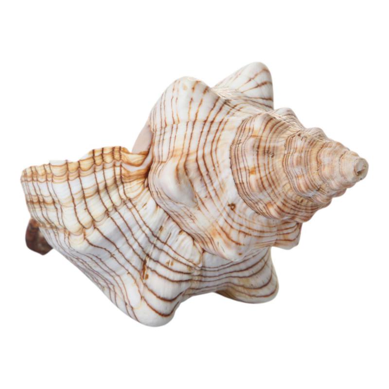 Muschel Fasciolaria offen 12-15cm