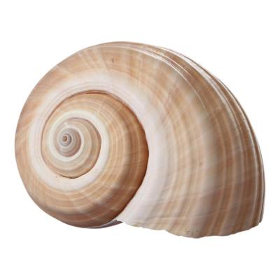 Muschel Tonna Galea 18cm