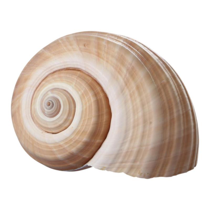Muschel Tonna Galea 18cm