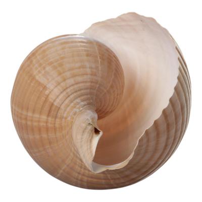 Muschel Tonna Galea 18cm