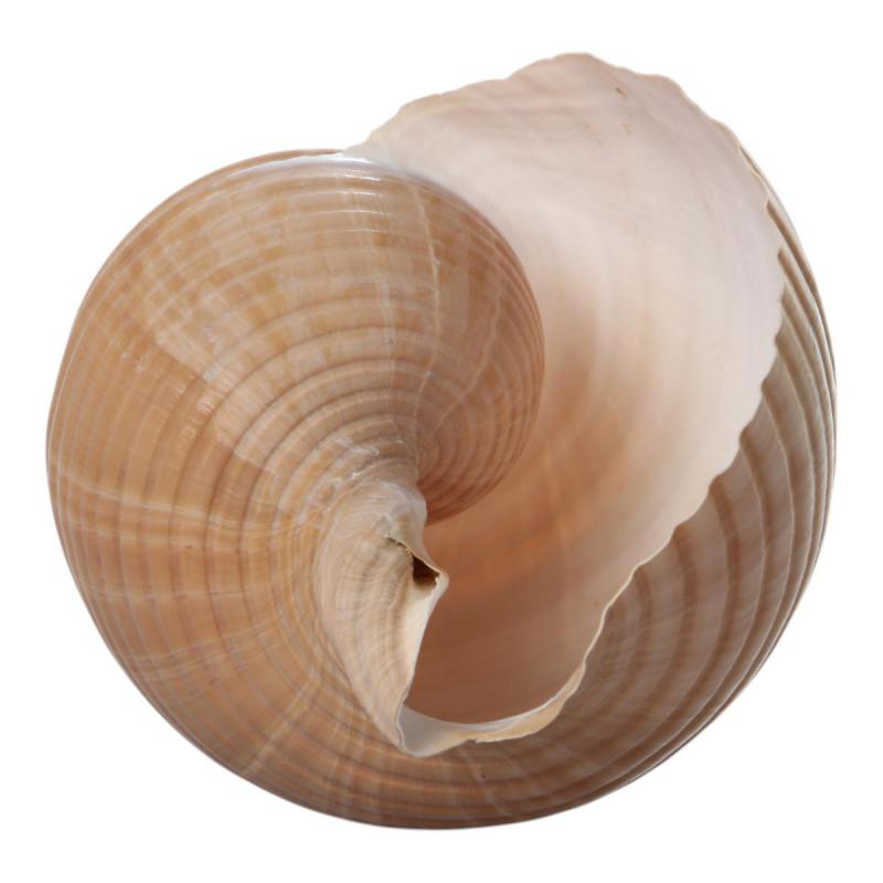 Muschel Tonna Galea 18cm
