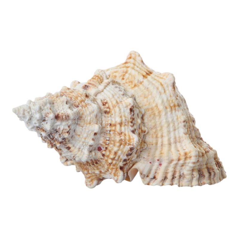 Muschel Bursa Bobo ca.20cm