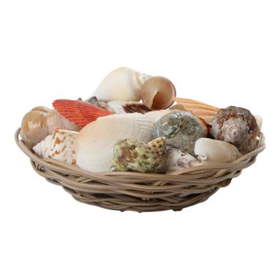 Muschelkorb sortiert simple 15cm
