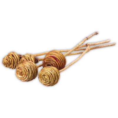 Platyspernum creme 1-3K&ouml;pfe