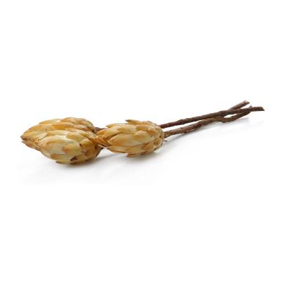 Protea Repens creme extra
