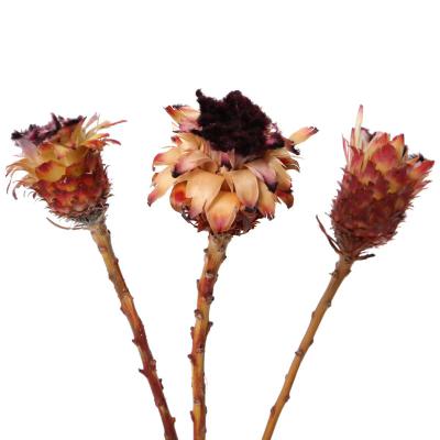 Protea nerifolia Bud rot