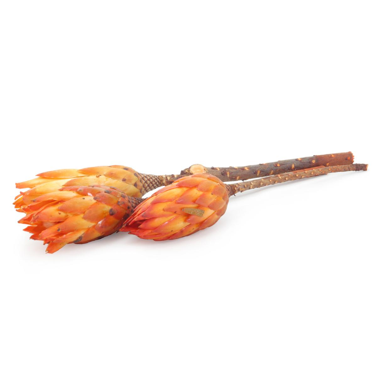 Protea repens orange gef&auml;rbt