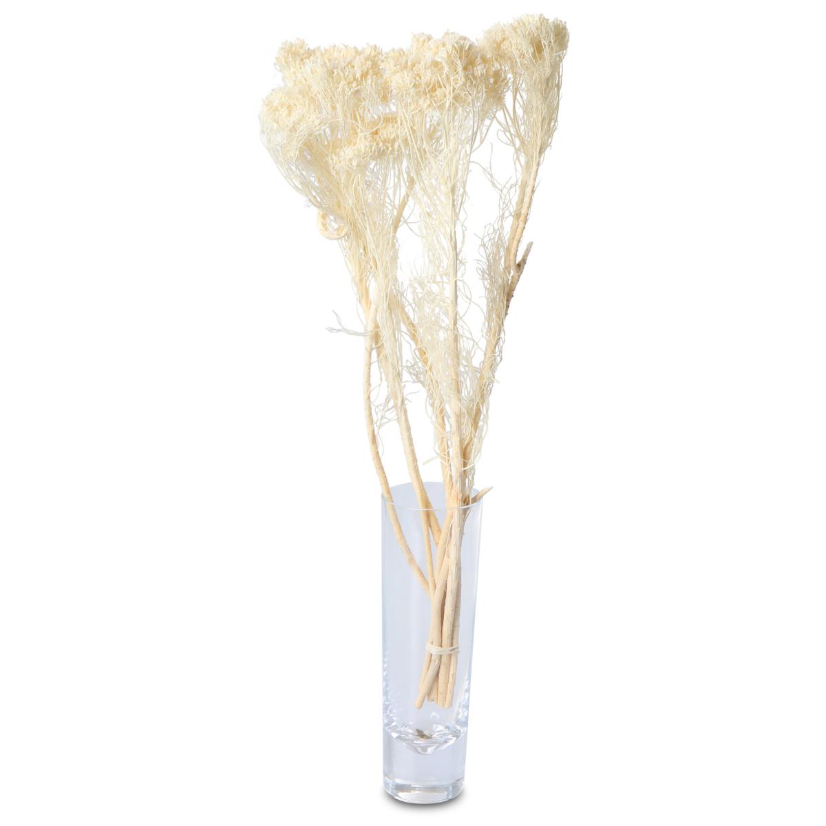 Coulter Bush gebleicht 35-45cm