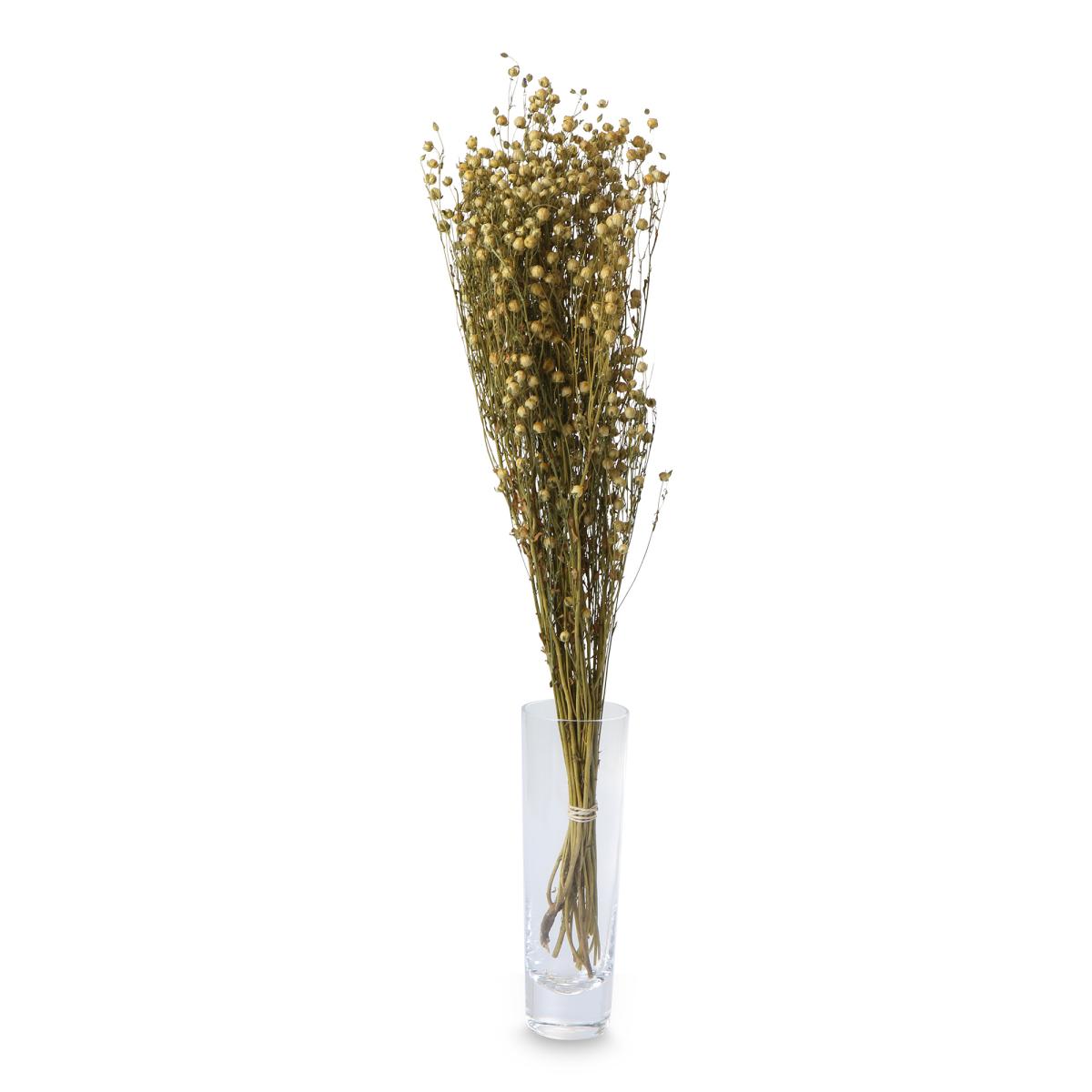 Oncosiphon 30-50cm