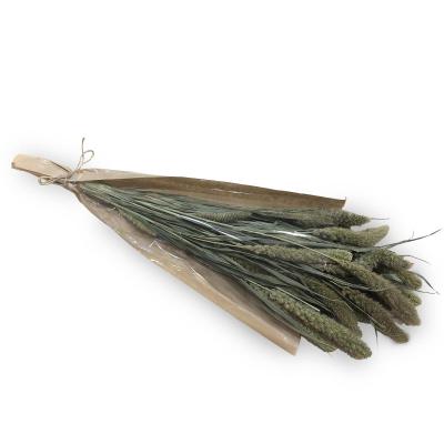 Setaria Macrostachia Bund natur