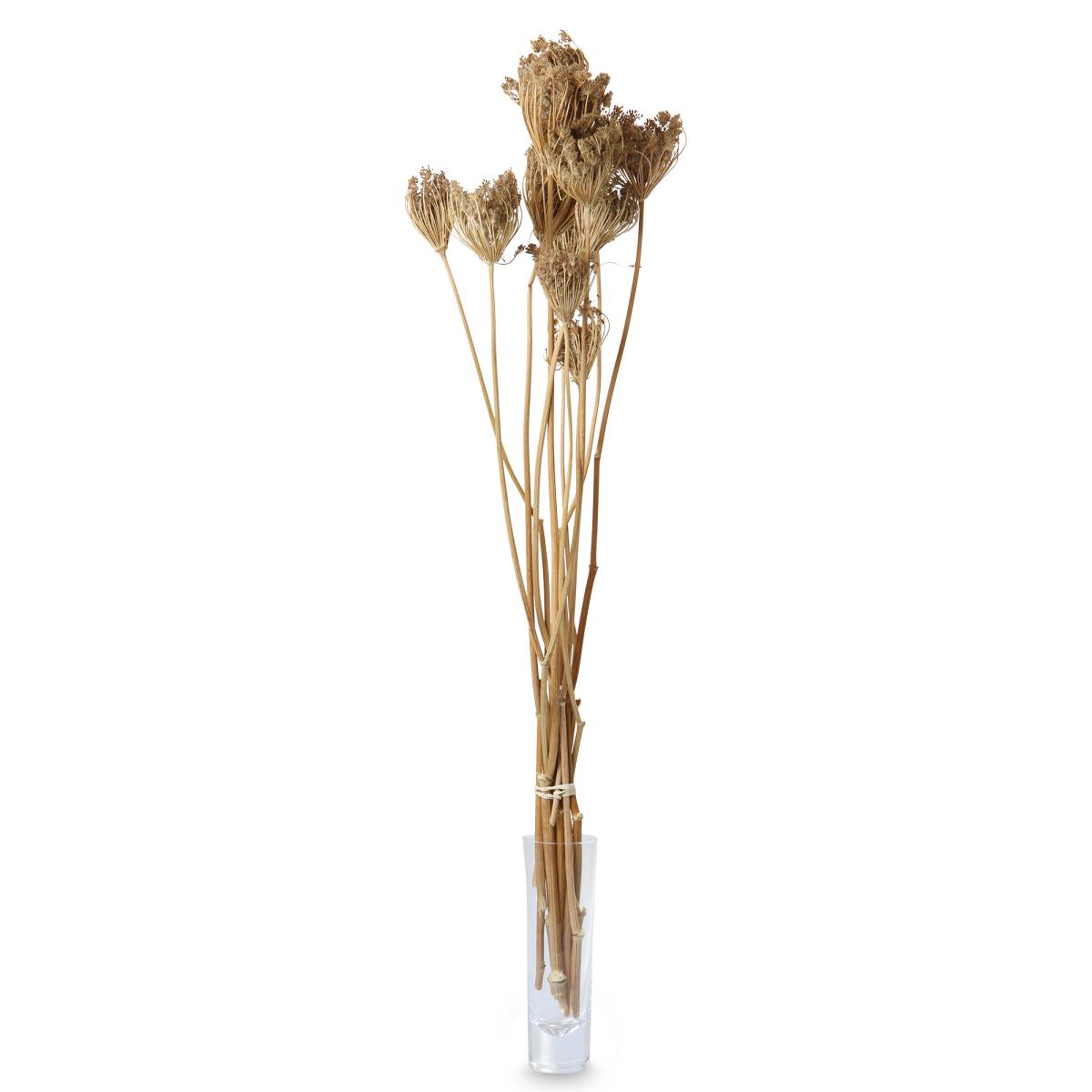 Apiales gro&szlig; 45-75cm
