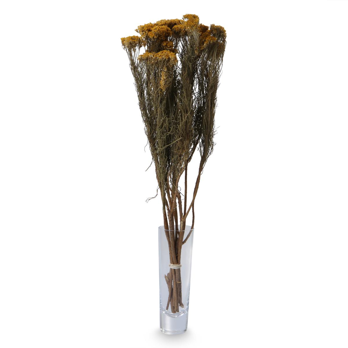 Coulter Bush 35-45cm