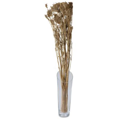 Apiales 45-75cm