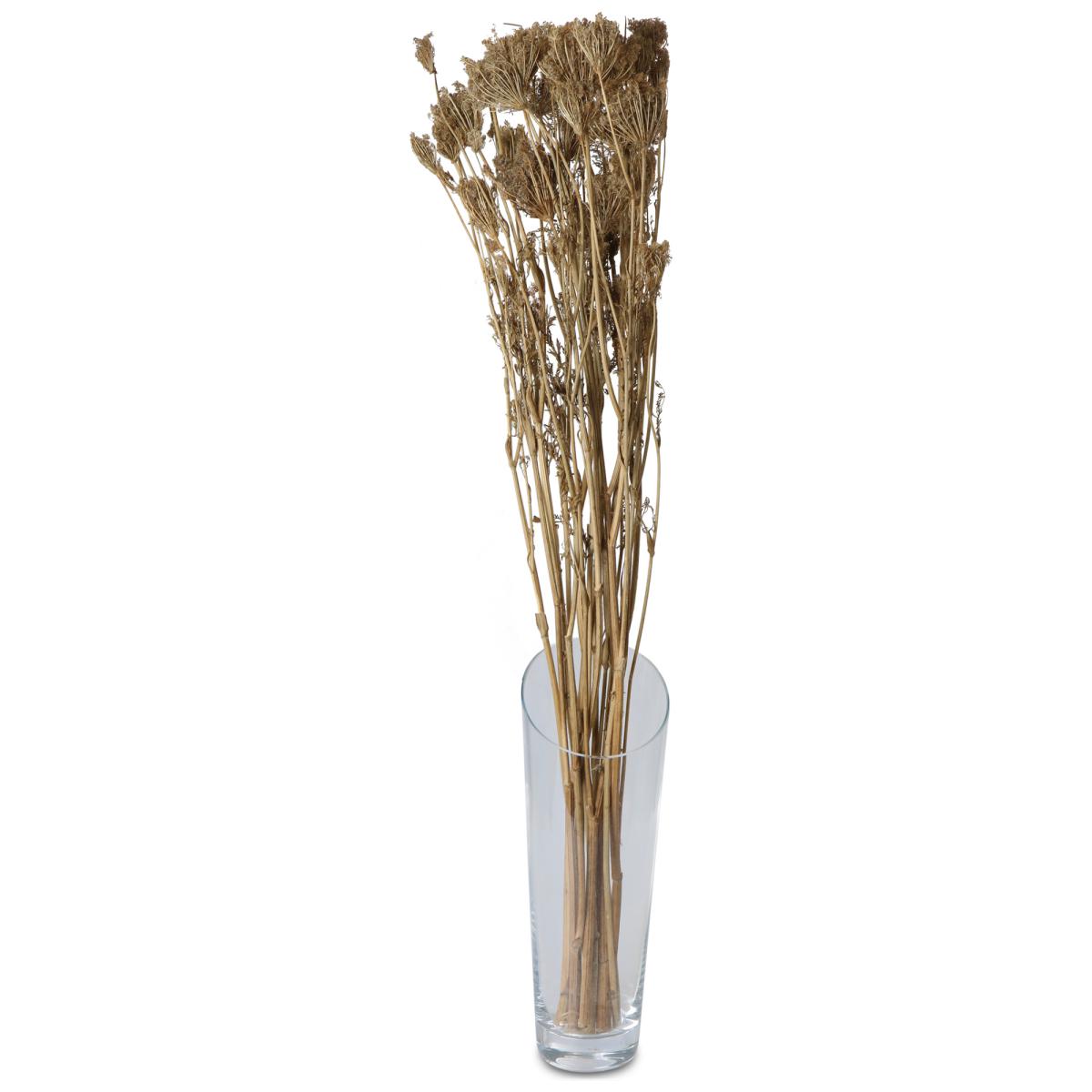 Apiales 45-75cm
