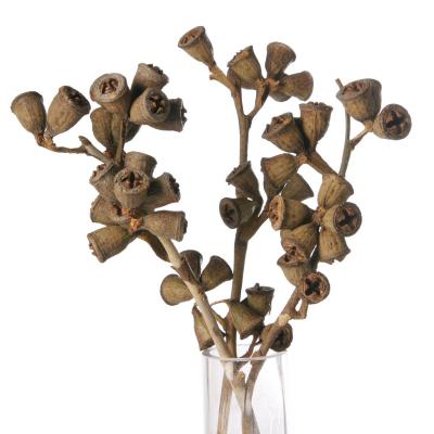 Eucalyptuszweig mini