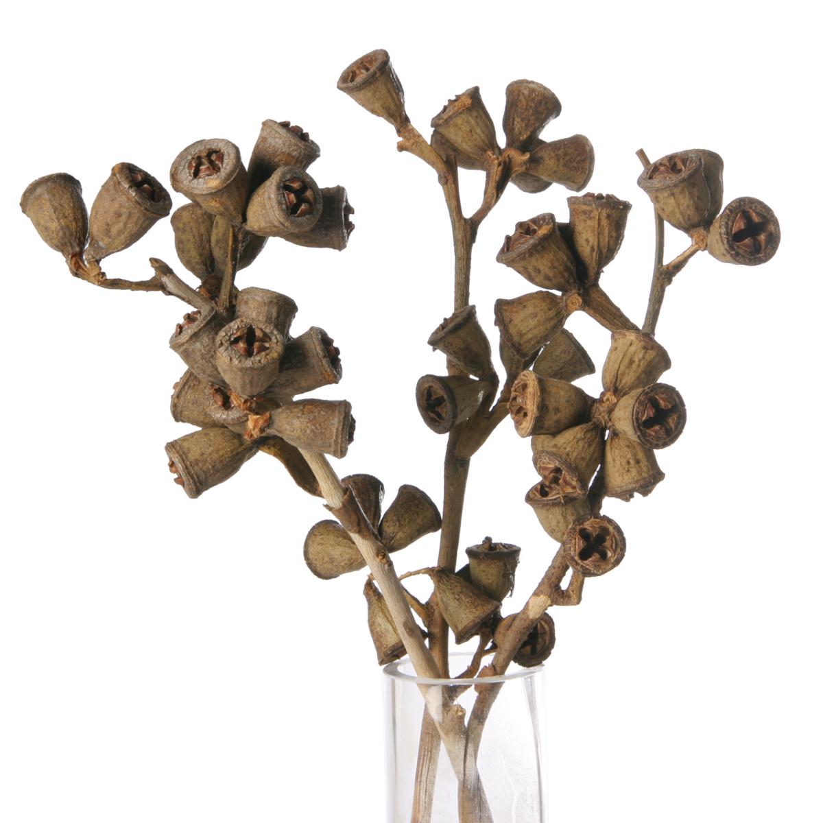 Eucalyptuszweig mini