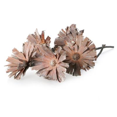 Protea Repens S/C 10-12 white washed